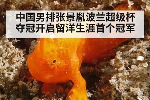 中国男排张景胤波兰超级杯夺冠开启留洋生涯首个冠军